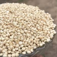 White Sorghum
